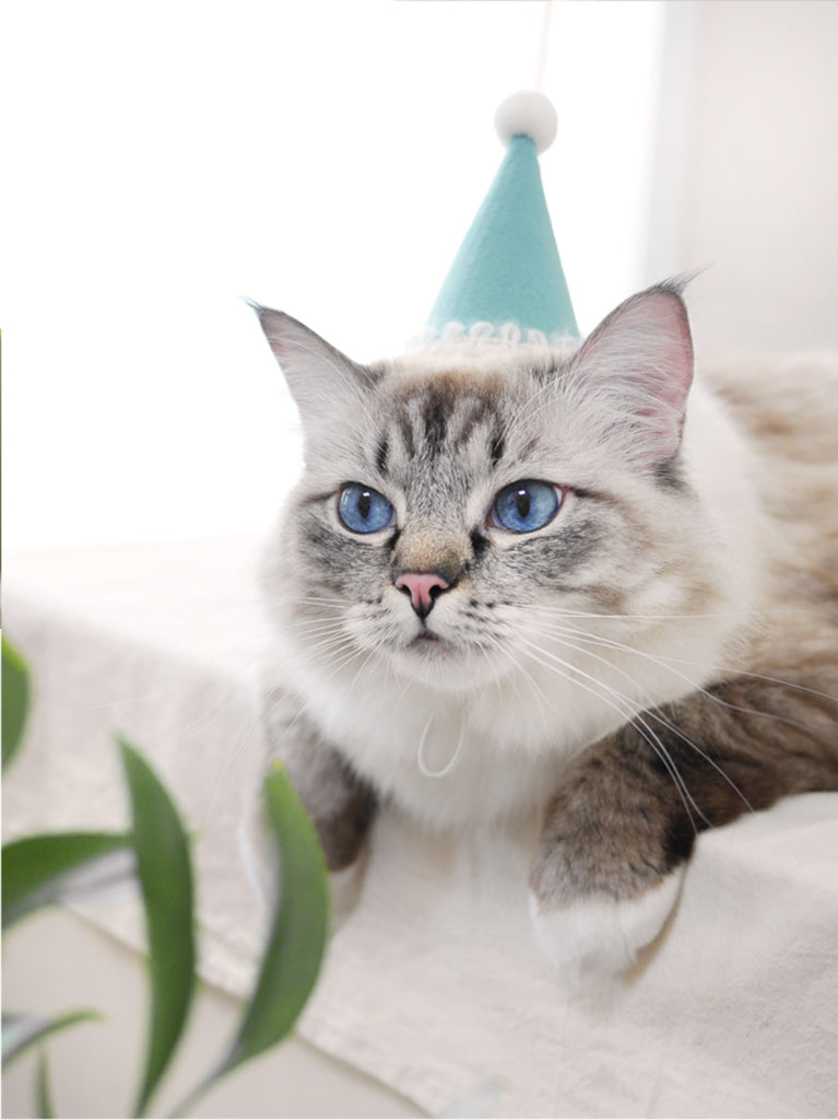 The Royal Grocery Aqua Mint Cat Hat