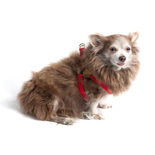 Found My Animal Red Cotton Cat & Dog Harness