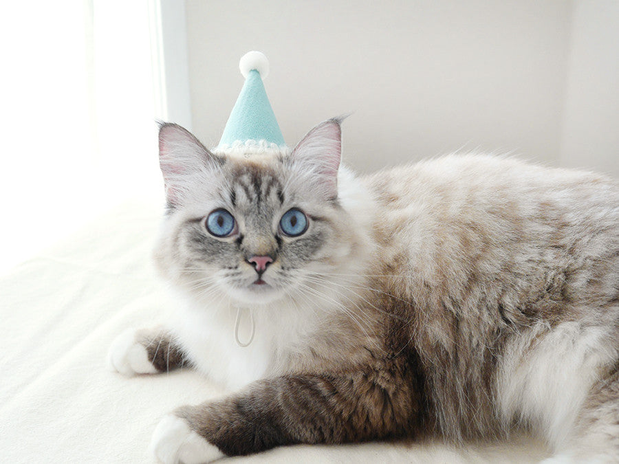 The Royal Grocery Aqua Mint Cat Hat